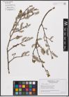 Foto von Salix caprea L.